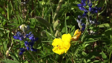 Nahaufnahme-Von-Gelben-Und-Blauen-Texas-Wildblumen