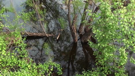 Mediumshot-Of-A-Tree-Growing-In-A-Texas-Swamp