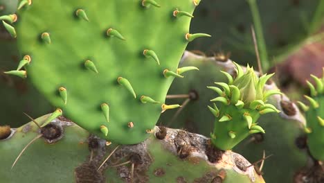 Extremecloseup-De-Las-Espinas-De-Un-Cactus-De-Texas