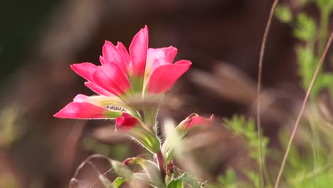 Closeup-Of-A-Pink-Texas-Wildflower