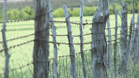 Closeup-Of-Barbedwire-Wrapping-Around-Cedar-Fence-Posts