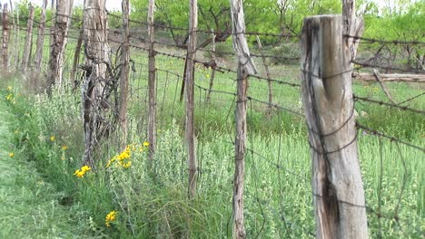 Mediumshot-Of-A-Barbedwire-Fence-Standing-On-A-Texas-Ranch