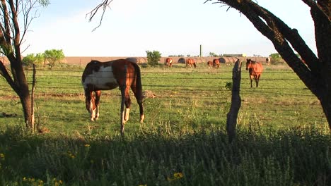 Mediumshot-Of-Horses-Grazing-In-A-Fenced-Pasture