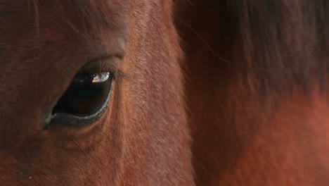 Extreme-Nahaufnahme-Des-Rechten-Auges-Eines-Pferdes