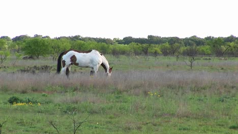 Mittlerer-Schuss-Eines-Paint-Horse,-Der-Auf-Einem-Feld-Weidet