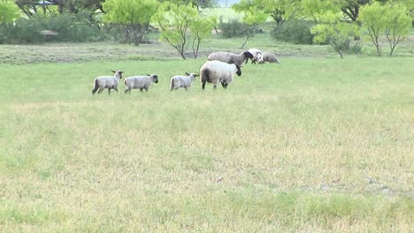 Following-Shot-Of-An-Ewe-And-Three-Lambs-Walking-Across-A-Field