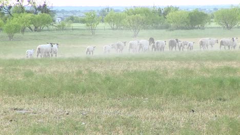 Longshot-Of-A-Flock-Of-Sheep-Walking-Across-A-Plains-Area