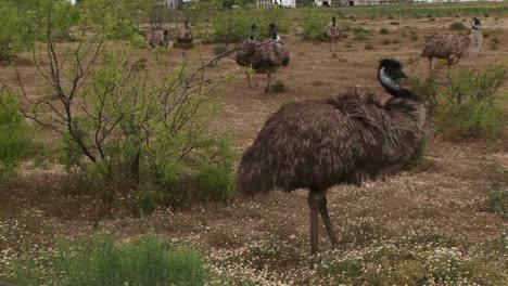 Mittlere-Aufnahme-Einer-Herde-Emus,-Die-Auf-Einem-Feld-Spazieren-Geht