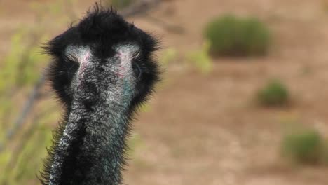 Nahaufnahme-Eines-Emu-Kopfes,-Wie-Er-Sich-Umsieht