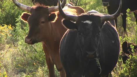 Closeup-Of-Two-Texas-Long-Horn-Steers-Standing-In-A-Field