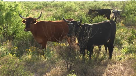 Mittlerer-Schuss-Von-Texas-Long-Horn-Rindern,-Die-Auf-Einem-Feld-Stehen