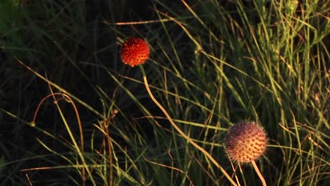 Nahaufnahme-Von-Roten-Texas-Wildblumen,-Die-Sich-Im-Wind-Bewegen?
