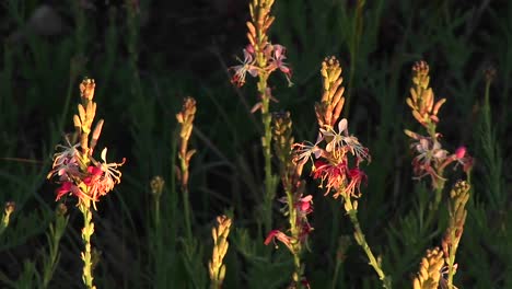 Nahaufnahme-Von-Texas-Wildblumen,-Die-Sich-Im-Wind-Bewegen