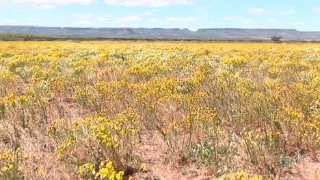 Panleft-Aufnahme-Von-Einem-Feld-Gelber-Texas-Wildblumen,-Die-Im-Wind-Wehen