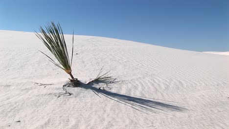 Medium-Shot-Of-A-Plant-At-White-Sands-National-Monument-In-New-Mexico