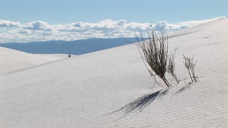 Medium-Shot-Of-A-Scraggly-Plant-At-White-Sands-National-Monument-In-New-Mexico