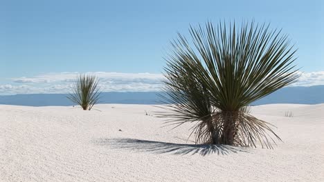 Plano-Medio-De-Una-Planta-De-Yuca-En-White-Sands-National-Monument-En-Nuevo-México