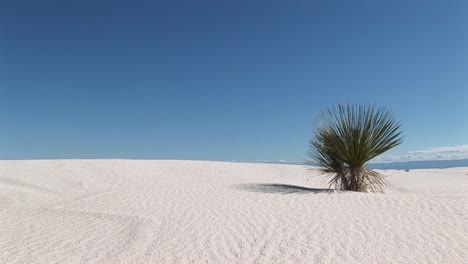 Longshot-Of-A-Plant-At-White-Sands-National-Monument-In-New-Mexico