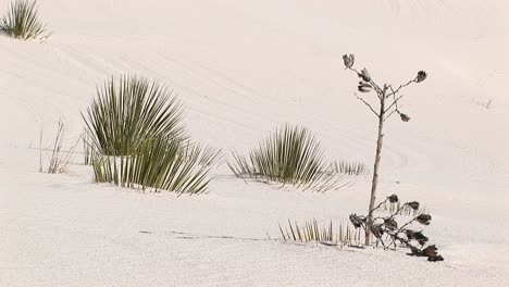 Plano-Medio-De-Plantas-En-El-Monumento-Nacional-White-Sands-En-Nuevo-México