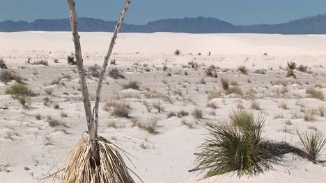 Panup-Of-A-Tall-Dry-Plant-At-White-Sands-National-Monument-In-New-Mexico
