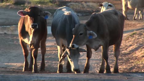 Medium-Shot-Of-Cattle-Stopped-At-Cattleguard-On-A-Dirt-Road