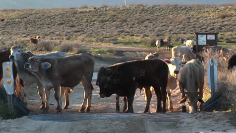 Mittlerer-Schuss-Von-Rindern,-Die-Auf-Einem-Feldweg-Bei-Cattleguard-Angehalten-Wurden