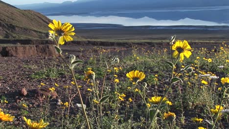 Medium-Shot-Of-Wildflowers-Blooming-In-Death-Valley-National-Park