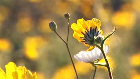 Primer-Plano-De-Flores-Silvestres-Que-Florecen-En-El-Parque-Nacional-Valle-De-La-Muerte-En-California