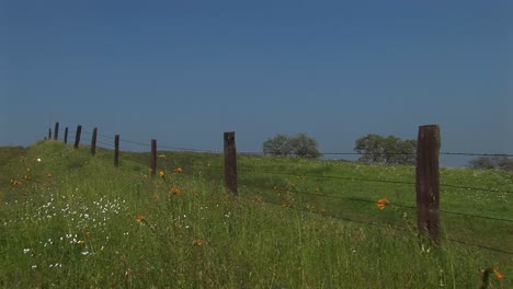Medium-Shot-Of-A-Fence-Line-In-A-Lush-Pasture-In-California