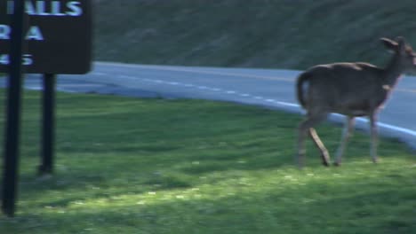 Following-Shot-Of-A-Female-Whitetail-Deer-Crossing-A-Highway