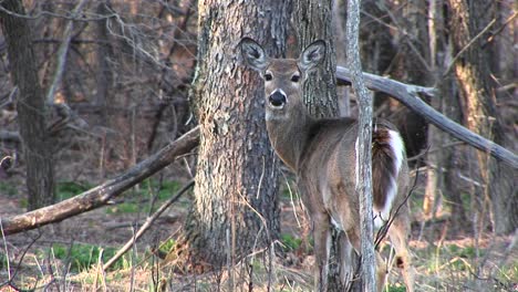 Mediumshot-Of-A-Female-Whitetail-Deer-Standing-Next-To-A-Tree