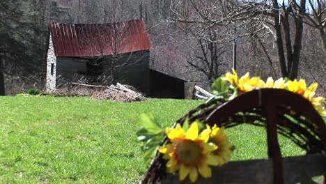 Medium-Shot-Of-Artificial-Sunflowers-In-A-Field-Near-A-Dilapidated-Mountain-Cabin
