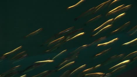 Underwater-Shot-Of-A-School-Of-Small-Fish-Swimming-Rapidly