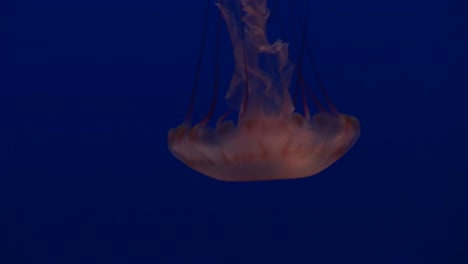 Medium-Shot-Of-A-Jellyfish-Floating-Gracefully-In-The-Ocean