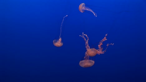 Underwater-Shot-Of-Jellyfish-Swimming-Gracefully-In-The-Ocean