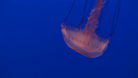 Filmación-Subacuática-De-Una-Medusa-Flotando-En-El-Agua
