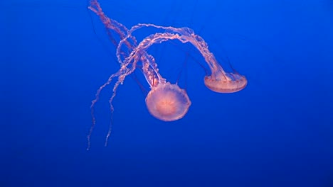 Underwater-Shot-Of-Two-Jellyfish-Floating-In-The-Ocean