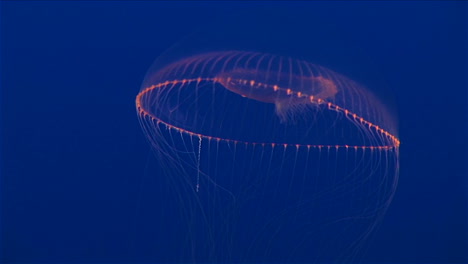 Underwater-Shot-Of-A-Jellyfish-Floating-In-The-Ocean