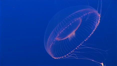 Underwater-Shot-Of-A-Jellyfish-Floating-Gracefully