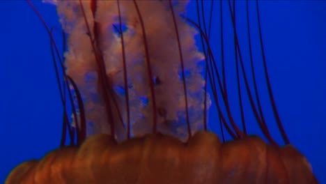 Underwater-Closeup-Of-A-Jellyfish-Swimming