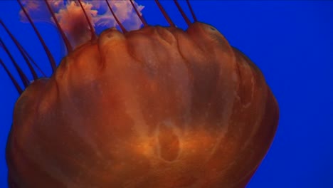 Underwater-Closeup-Of-A-Jellyfish-Swimming-1