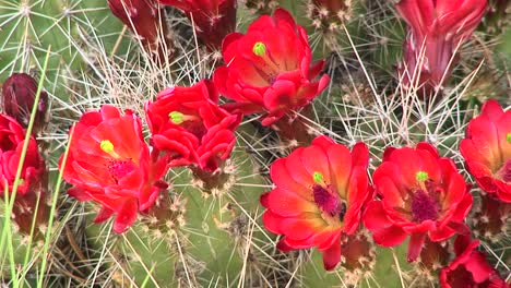 Closeup-Of-Blooming-Cactus-In-The-Arizona-Desert