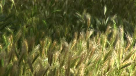 Closeup-Of-Wheat-Growing-In-Canyon-De-Chelly-1