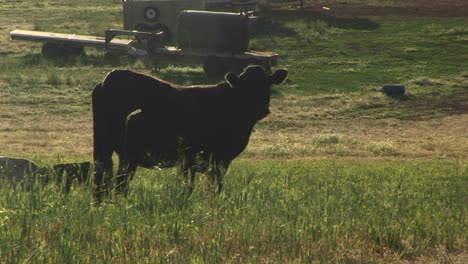 Mittlere-Aufnahme-Einer-Schwarzen-Kuh-Auf-Einer-Weide-Auf-Einer-Ranch-In-Utah