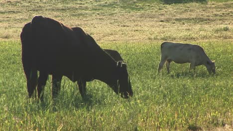 Medium-Shot-Of-Cows-And-Calves-Grazing-On-A-Utah-Ranch