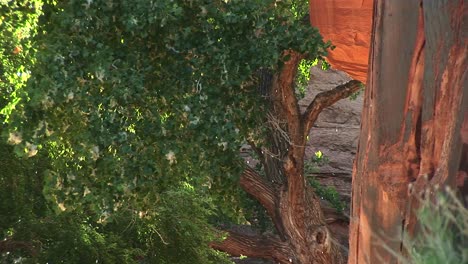 Mittlere-Aufnahme-Von-Bäumen,-Die-In-Der-Wüste-In-Der-Nähe-Von-Moab-Utah-Bestäuben
