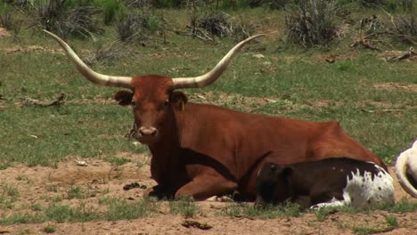 Medium-Shot-Of-A-Long-Horn-Cow-And-Calf-Resting-In-A-Utah-Pasture