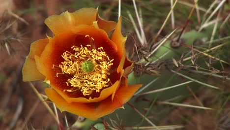 Primer-Plano-De-Un-Cactus-Del-Desierto-En-Flor-En-El-Parque-Nacional-De-Zion