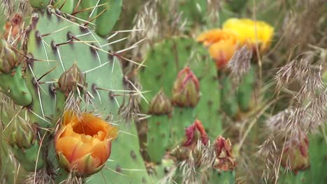 Primer-Plano-De-Cactus-Del-Desierto-En-Flor-En-El-Parque-Nacional-De-Zion