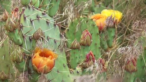 Primer-Plano-De-Un-Cactus-Del-Desierto-En-Flor-En-El-Parque-Nacional-De-Zion-1